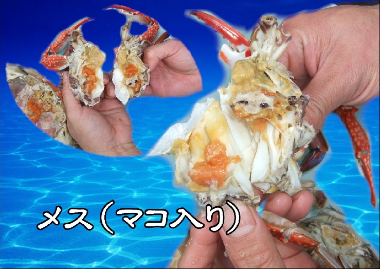 豊前海産渡り蟹（メス）塩茹で　特大×2匹