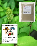 長崎県産　(雄ダラ-通称トゲ有) タラノキ皮茶(粉茶)100ｇ-送料無料　タラ根皮