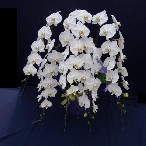 胡蝶蘭　特選　白　大輪　5本立（75輪前後）