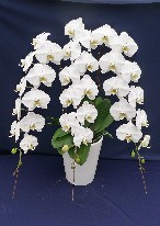 胡蝶蘭　特選　白　大輪　3本立（45輪前後）