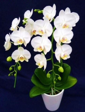 清楚な白花！ミニ胡蝶蘭の代表