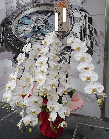 胡蝶蘭　特選　白　大輪　5本立（75輪前後）