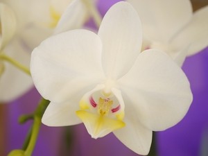 清楚な白花！ミニ胡蝶蘭の代表