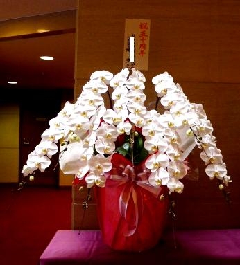 豪華　大輪胡蝶蘭　7本立（100輪前後）7本