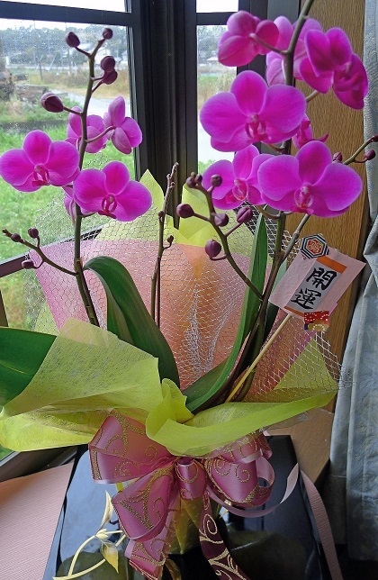 縁起良い満天紅ネット価格10000円を　　　　　　　　　　　　　　3780円です。