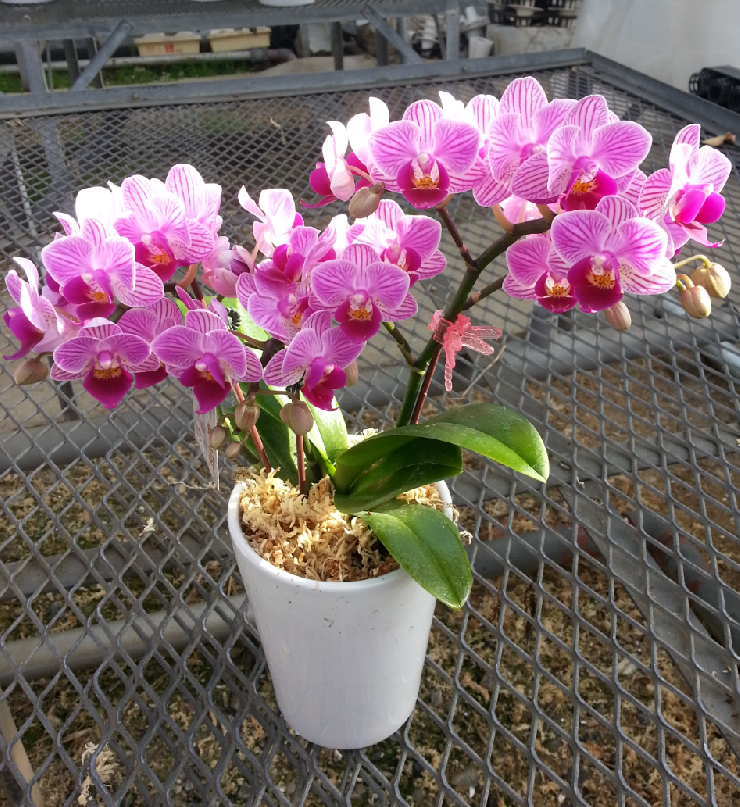 たっぷりのキュートなお花が付きました。