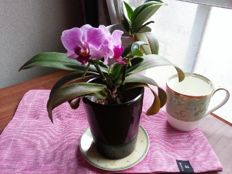 お花とコーヒーブレイク♪