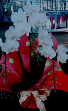 結婚記念日のお祝いに