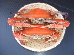 旬の肴問屋もり多 豊前海産渡り蟹（オス）塩茹で　大×2匹
