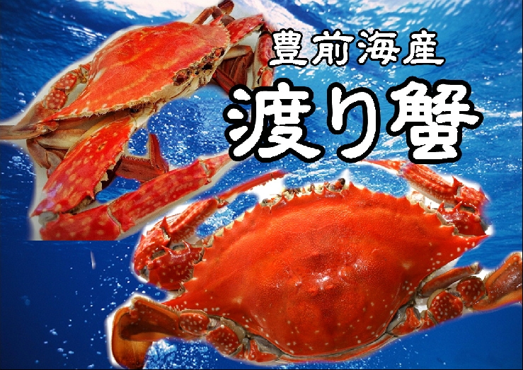 豊前海産渡り蟹（メス）塩茹で　超特大×1匹