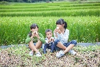 吉住米や 令和3年産　糸島のひのひかり　1５k