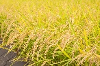 吉住米や 令和4年産　糸島のこしひかり　玄米５ｋ