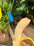 株式会社九州特産品販売 皮まで食べれる！無農薬栽培の国産バナナ