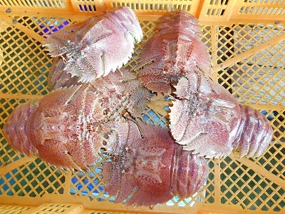 長崎県平戸産 活オオバウチワエビ大サイズ約１kg[5匹～７匹]