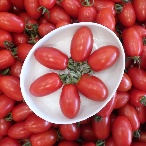 【お中元ギフト】生鮮フルーツトマト×白磁の“とりざらエッグ”セット【限定25セット】