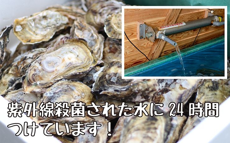 人気！牡蠣小屋・糸島カキ10kg通販｜福岡県糸島から産地直送！