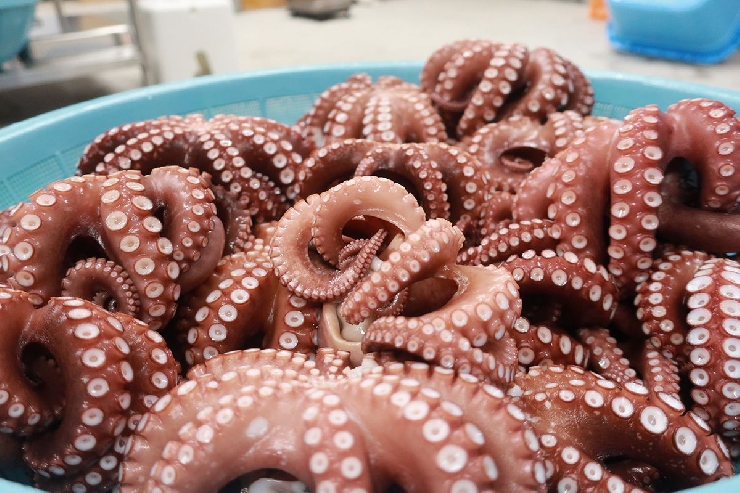 【敬老の日】関門海峡たこ刺身・まるごと刺身が美味いお取り寄せ！冷凍真空セットA｜北九州市漁協平松支所・愛海丸