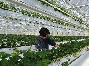 「空飛ぶいちご農園」で有名な、新しい栽培方式。