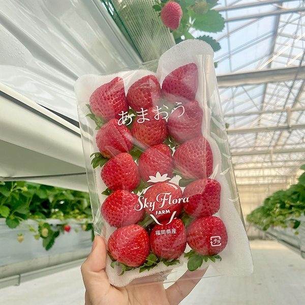 フレッシュあまおう500g(250g×2P)【受取日指定不可】